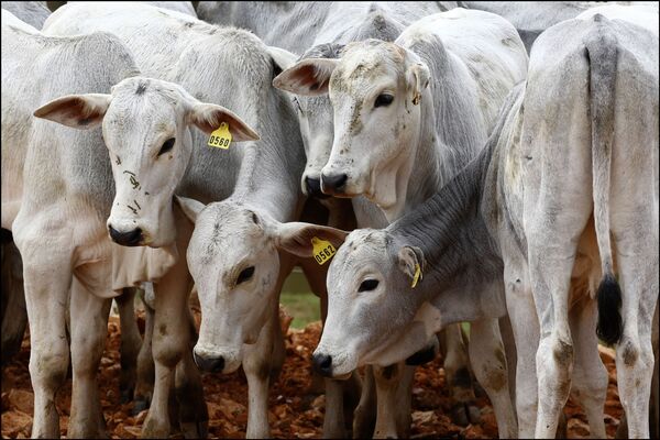 China revive economia e eleva importações de carne do Brasil e de outros países sul-americanos - Sputnik Brasil