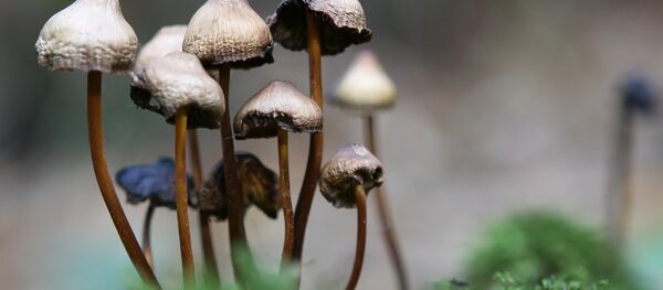 Cogumelos - Sputnik Brasil