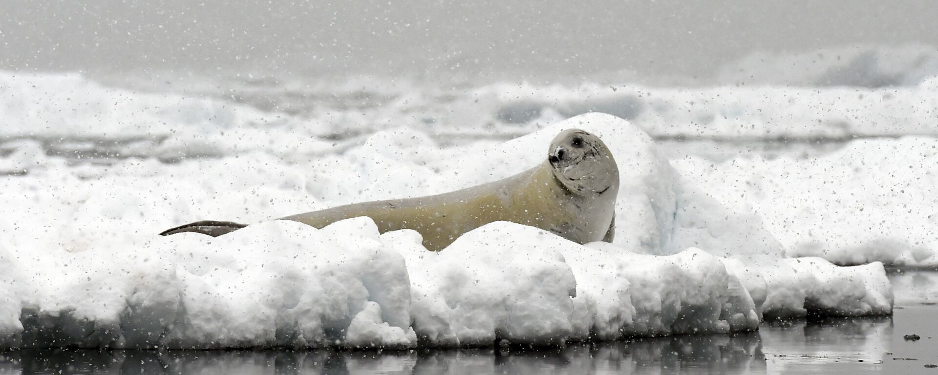 Foca-de-weddell, a responsável pelos estranhos ruídos nas profundezas da Antártica - Sputnik Brasil, 1920, 25.01.2020