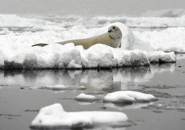 Beleza do degelo da Antártica - Sputnik Brasil