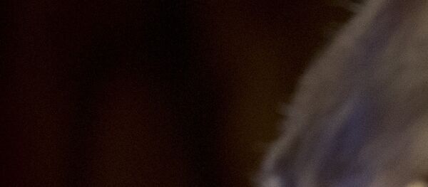 US Präsident Donald Trump und sein Kollege aus Frankreich Emmanuel Macron bei der Konferenz in Paris US Präsident Donald Trump und sein Kollege aus Frankreich Emmanuel Macron bei der Konferenz in Paris - Sputnik Brasil