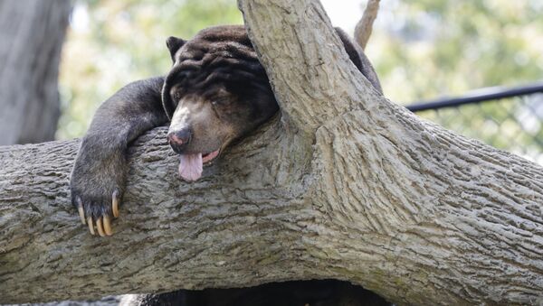 Urso malaio dorme no Jardim Zoológico de Omaha, EUA - Sputnik Brasil