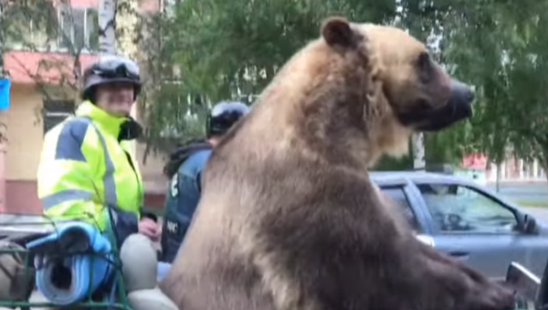 Urso passeia pelas ruas da cidade russa em motocicleta - Sputnik Brasil