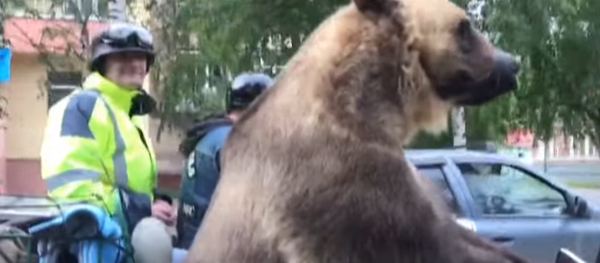 Urso passeia pelas ruas da cidade russa em motocicleta - Sputnik Brasil