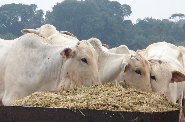 Agropecuária do Brasil pode crescer 3% em 2020 com exportação de carne - Sputnik Brasil