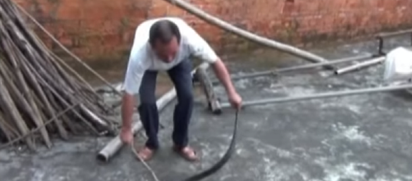 Grande serpente venenosa encontrada num quarto na China - Sputnik Brasil