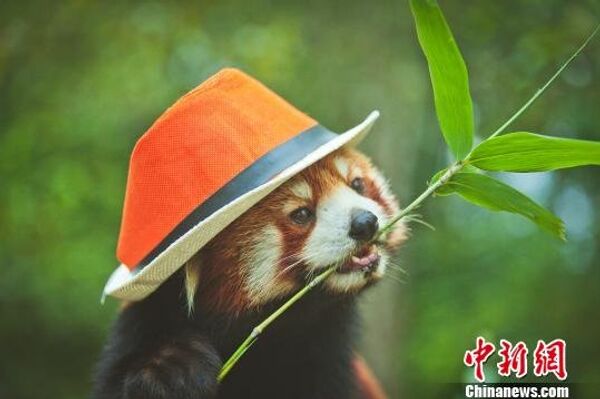 Cute Red Panda Photos Posted to Promote Animal Care - Sputnik Brasil