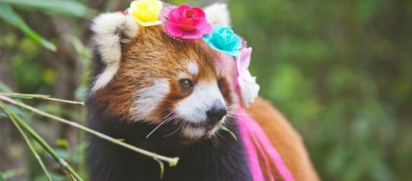 Cute Red Panda Photos Posted to Promote Animal Care - Sputnik Brasil
