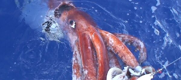 Lula gigante atacando lula isca - Sputnik Brasil