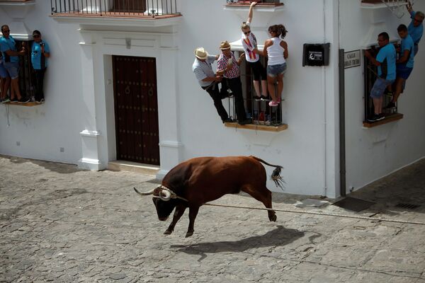 Festival popular Toro de Cuerda, Grazalema, Espanha - Sputnik Brasil