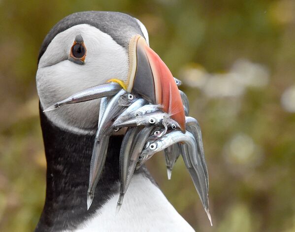 Fradinho com peixe no bico na ilha de Skomer, Gales - Sputnik Brasil