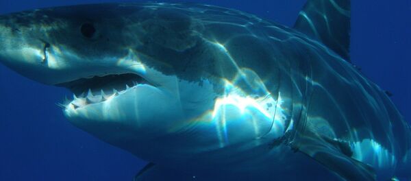 Tubarão-branco - Sputnik Brasil