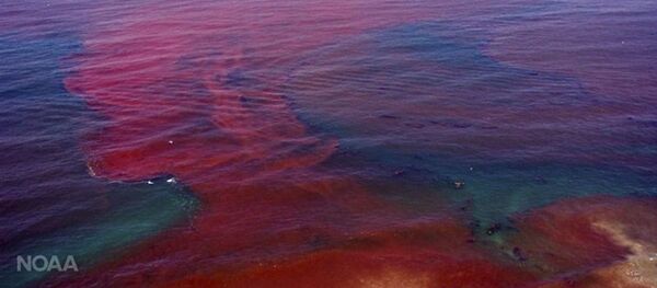 Algas vermelhas na Califórnia - Sputnik Brasil