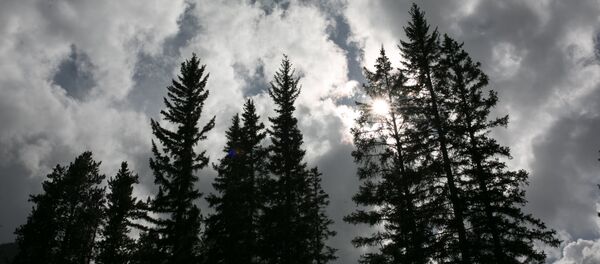 Floresta no Canadá - Sputnik Brasil