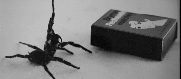 Aranha da Austrália - Sputnik Brasil