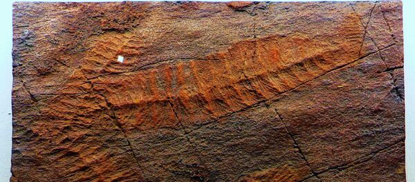 Rangea - Sputnik Brasil