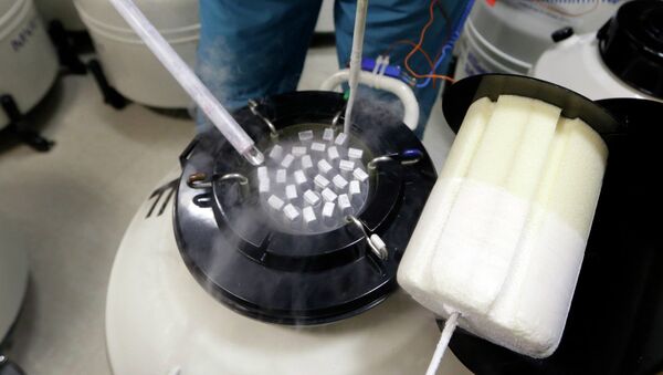 Embryologist Rick Slifkin displays some of the frozen sperm stored at Reproductive Medicine Associates of New York, in New York, Thursday, Oct. 3, 2013. - Sputnik Brasil