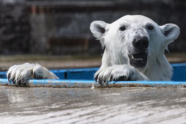 Um urso polar no Centro de Reprodução dos Animais em Extinção do Jardim Botânico de Moscou - Sputnik Brasil