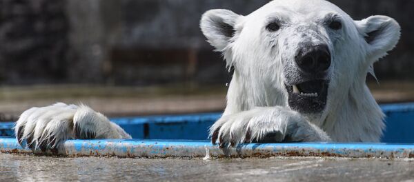 Um urso polar no Centro de Reprodução dos Animais em Extinção do Jardim Botânico de Moscou - Sputnik Brasil