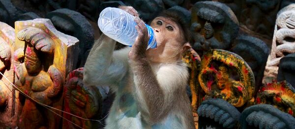 Um macaco bebê bebe leite durante o festival hindu de Nag Panchami, na Índia - Sputnik Brasil