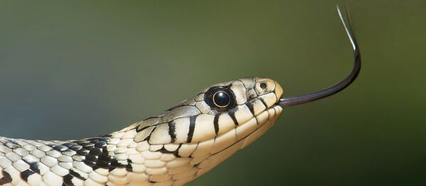 Uma serpente - Sputnik Brasil