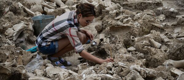 Processo de limpeza dos ossos de um mamute descobertos durante as escavações arqueológicas no museu Kostenki, na região russa de Voronezh - Sputnik Brasil