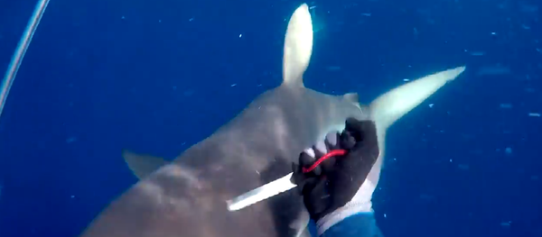 Não toque em meu atum! Mergulhador enfrenta tubarões para salvar seu pescado - Sputnik Brasil