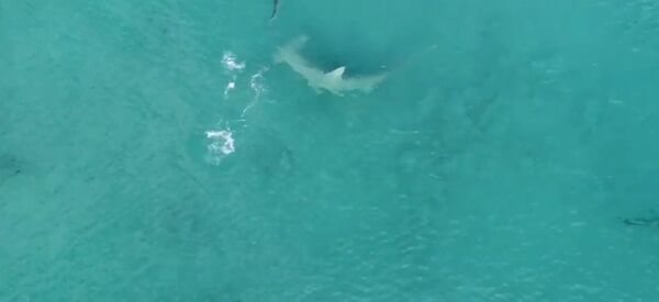 Giant Hammerhead Sharks Hunting Blacktip Sharks - 4K - Sputnik Brasil