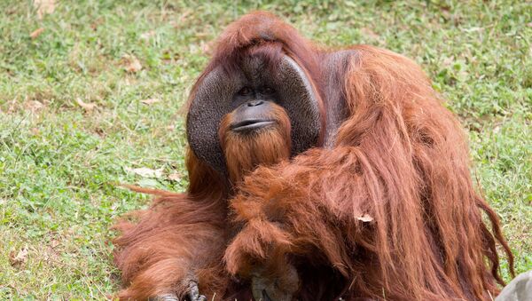 Zoo Atlanta photo shows Chantek the orangutan after the passing of the male orangutan who was among the first apes to learn sign language, in this photo released on social media in Atlanta, Georgia, U.S., August 7, 2017 - Sputnik Brasil