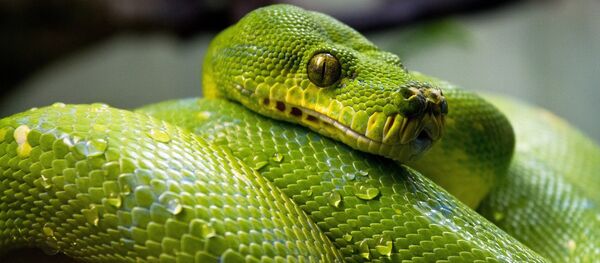 Serpente - Sputnik Brasil