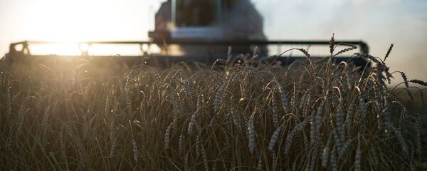 Colheita de trigo (foto de arquivo) - Sputnik Brasil