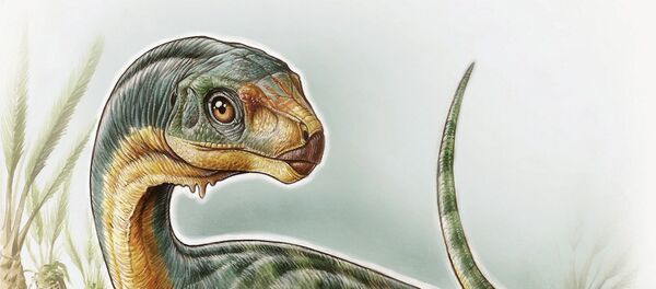 Dinossauro da espécie Chilesaurus diegosuarezi (visão artística) - Sputnik Brasil