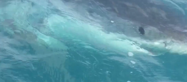 Tubarão Tubarão - Sputnik Brasil