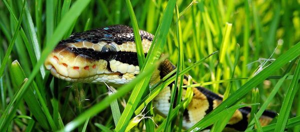 Píton - Sputnik Brasil