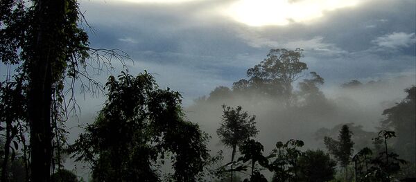 Área da reserva é de 4 milhões de hectares entre o Amapá e o Pará - Sputnik Brasil