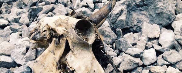 Crânio de um animal (imagem referencial) Crânio de um animal (imagem referencial) - Sputnik Brasil