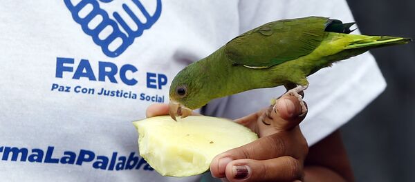 Membro das FARC alimenta passarinha em zona de segurança - Sputnik Brasil
