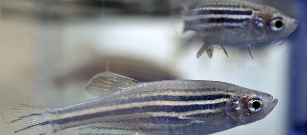 Um peixe zebra em um hospital de crianças de Boston, em 14 de agosto de 2017 - Sputnik Brasil