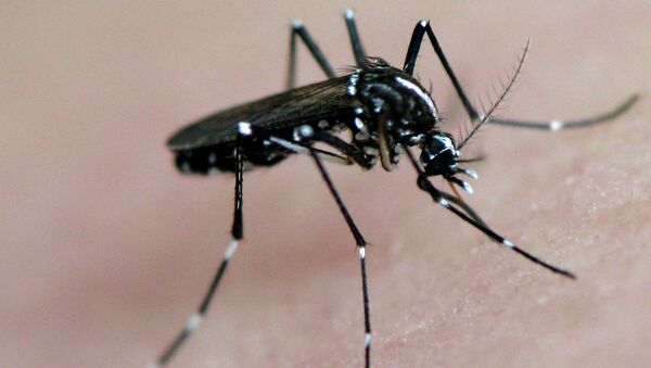 Mosquito transmite dengue, chikungunya e zika - Sputnik Brasil