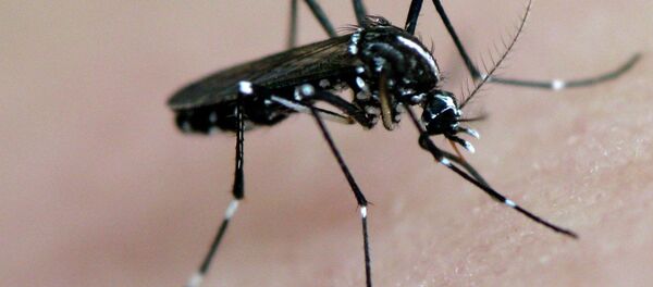 Mosquito - Sputnik Brasil