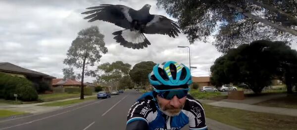 Ciclista é atacado por... pássaro furioso - Sputnik Brasil