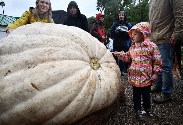 A maior abóbora cultivada na Rússia, com 472kg - Sputnik Brasil