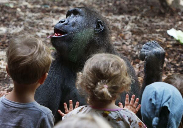 Crianças observam gorila no Jardim Zoológico de Frankfurt, Alemanha - Sputnik Brasil