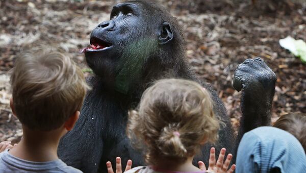 Crianças observam gorila no Jardim Zoológico de Frankfurt, Alemanha - Sputnik Brasil