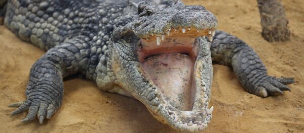 Crocodilo - Sputnik Brasil