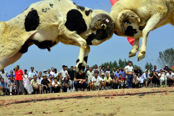 Dois carneiros brigam enquanto os espetadores assistem à respectiva competição na aldeia de Liaocheng, na China - Sputnik Brasil