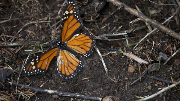A dead butterfly lies on the ground (File) - Sputnik Brasil