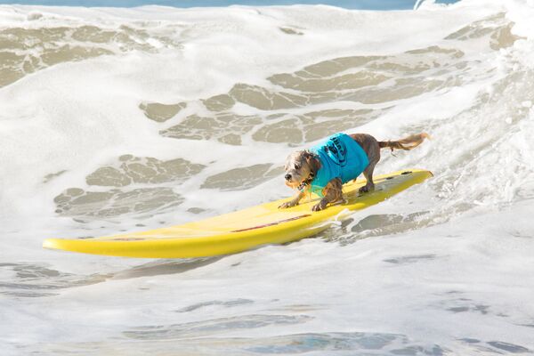 Quem disse que cachorro não surfa? - Sputnik Brasil