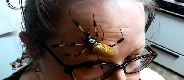 Aranha no rosto de mulher Aranha no rosto de mulher - Sputnik Brasil