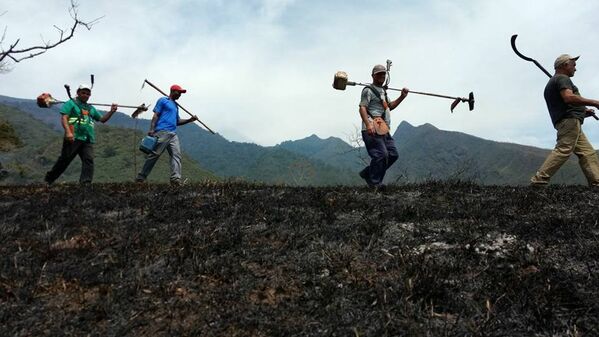 O fogo consumiu uma área equivalente a 1,4 mil campos de futebol. - Sputnik Brasil